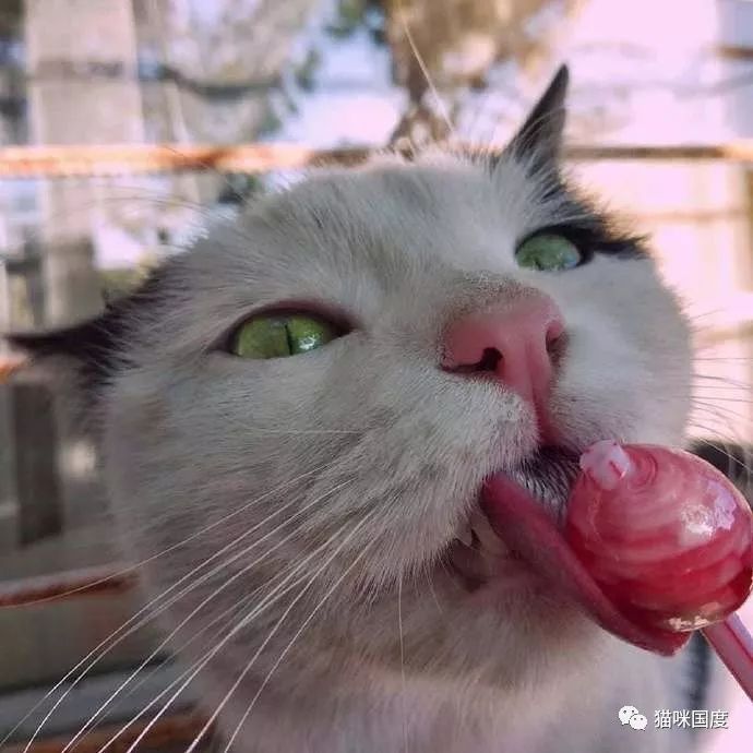 铲屎官家的猫咪,很喜欢吃棒棒糖