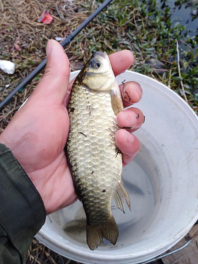 我非常的满意,它是我入冬以来钓的鲫鱼一号,特意拍个照片玩