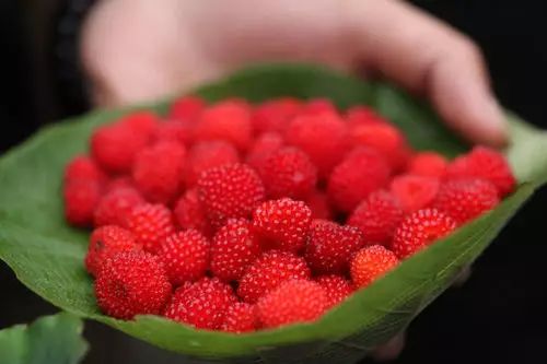 狗卵果,黄牙果.德庆大山里这些奇葩,你吃过几种?