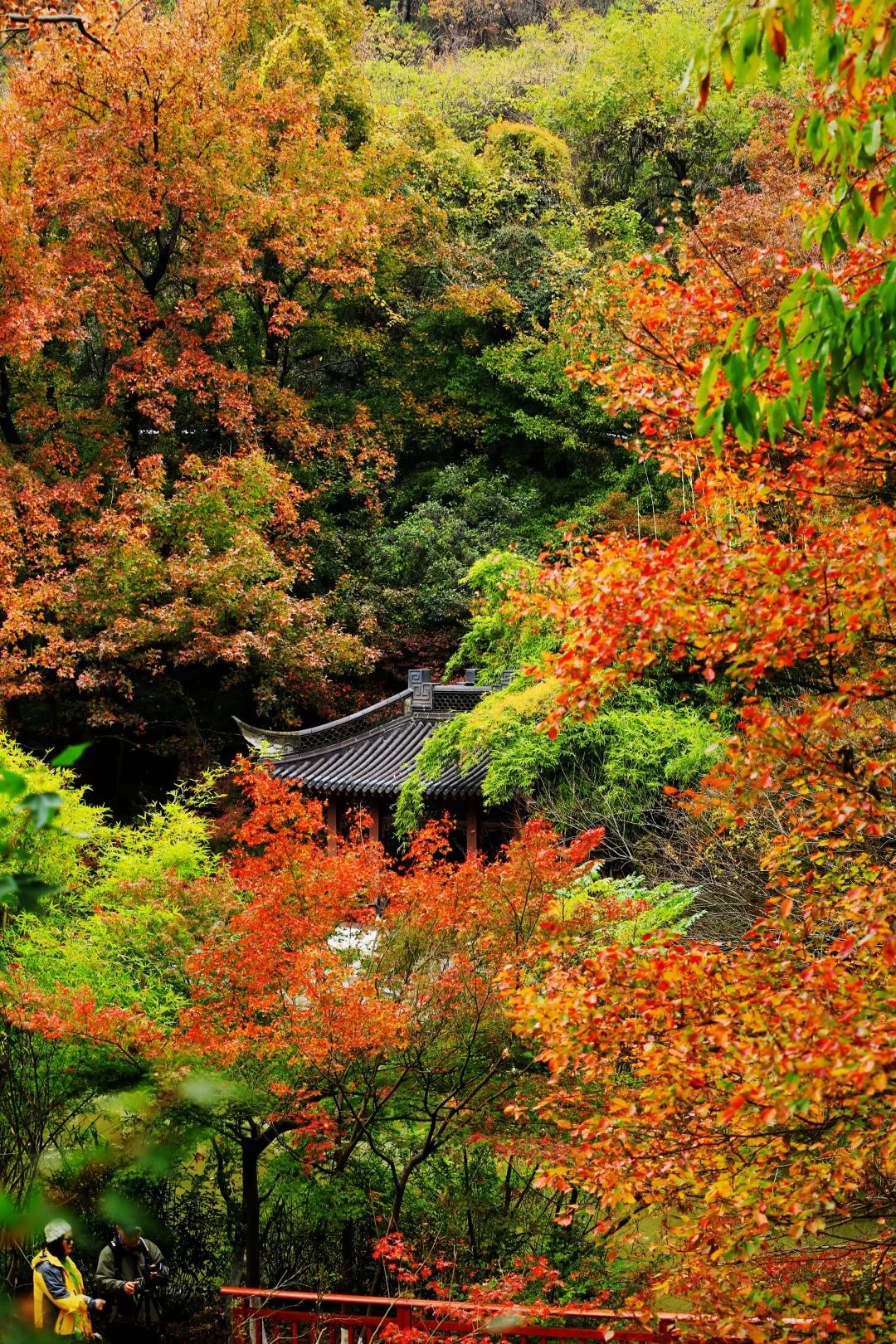 栖霞山秋景图片