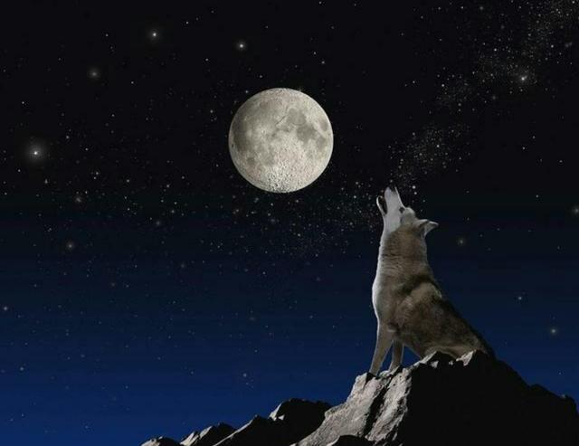 狗狗为什么喜欢学狼叫原来是预示这6件事不看不知道