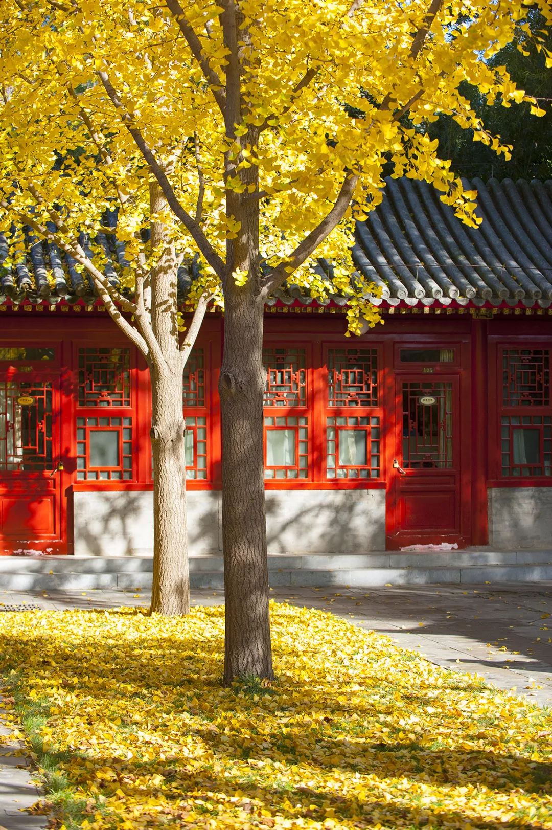 秋色| 燕园情· 朗润意