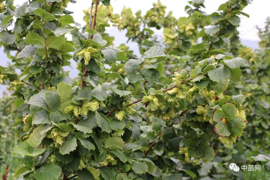 杂交选育优良遗传基因,果大,丰产,出仁率高的特点,它绝不是美国大榛子