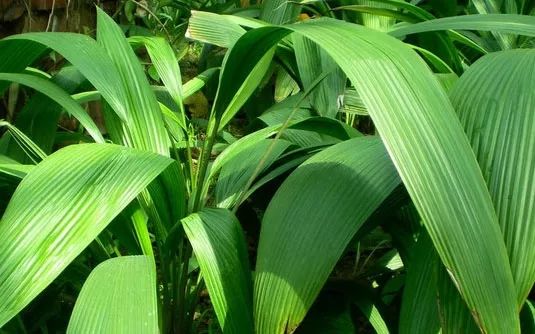 叶儿粑 | 荷香浓郁,咸鲜味美,9种口味吃个够,让你一次过"粑实"!