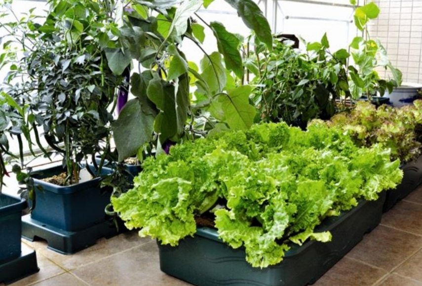 邻居大爷用花盆就能种菜,长得郁郁葱葱,随时吃新鲜蔬菜