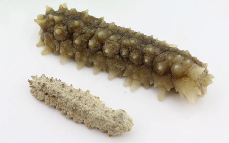 这么多海参种类，你知道哪种？统统介绍给你_食用