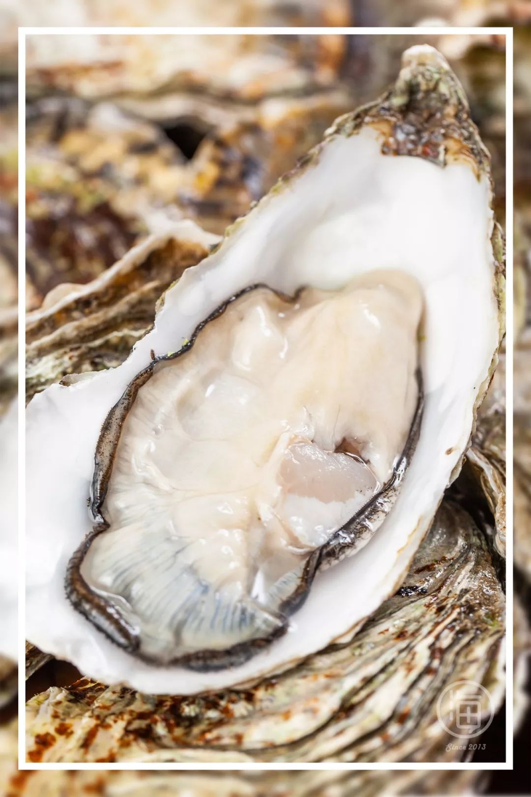 鲜嫩到炸街的网红生蚝,喂叼了多少海口人的胃!很多人已经刷10次了.