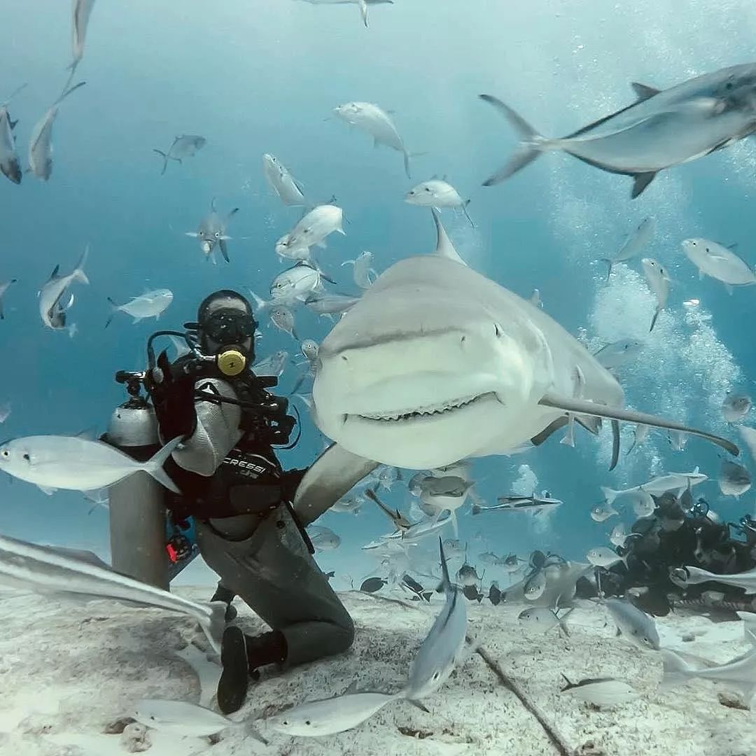 潜点推荐丨想跟鲨鱼潜水,你要来这里!