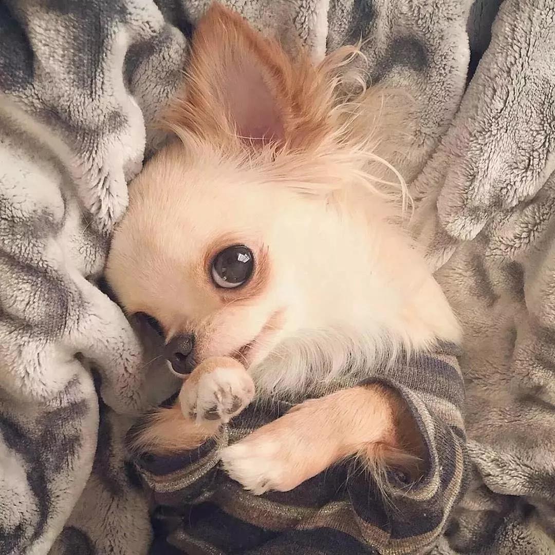 ▼还有大家熟悉的吉娃娃,安静的时候就是小可爱!