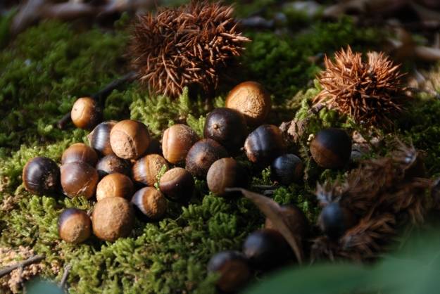 狗卵果,黄牙果.德庆大山里这些奇葩,你吃过几种?