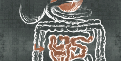 为了消化吃进去的食物我们的身体有多拼