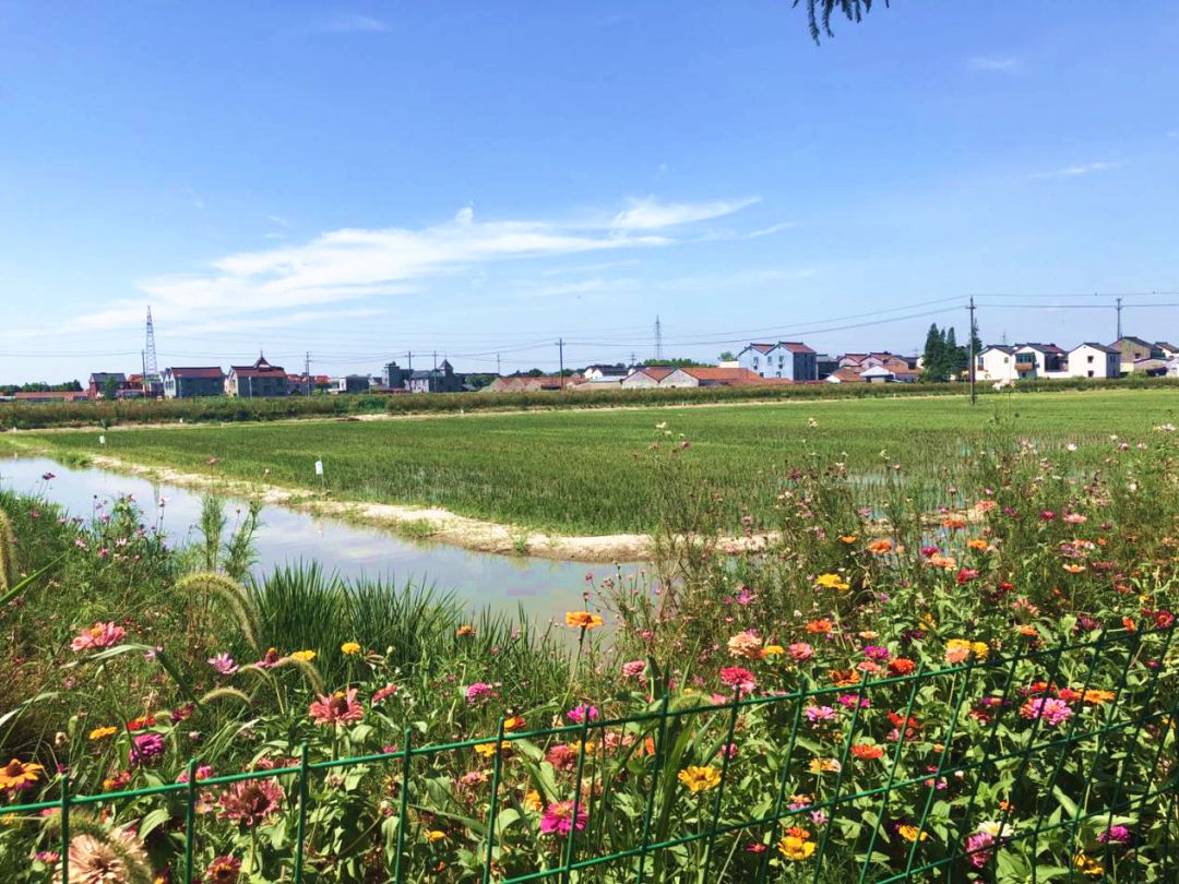 碧水惠民生 双林镇生态农业"绿"满田园