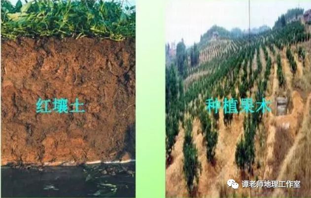 【专题突破】关于土壤的考点归纳整理_影响