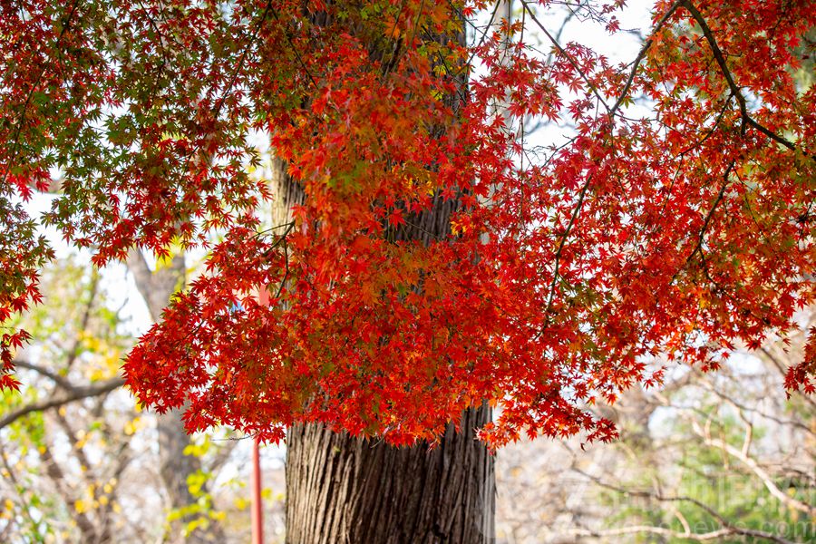 此景只應嶗山有:深山古觀 紅楓似火 時間在冬季