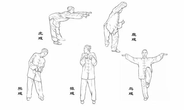 熊,猿,鹤这五种动物的动作创编了一套广为人传的养身功法,名叫五禽戏