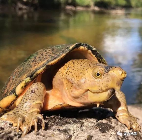 惊艳美国原生环境下的龟龟友晒图欣赏