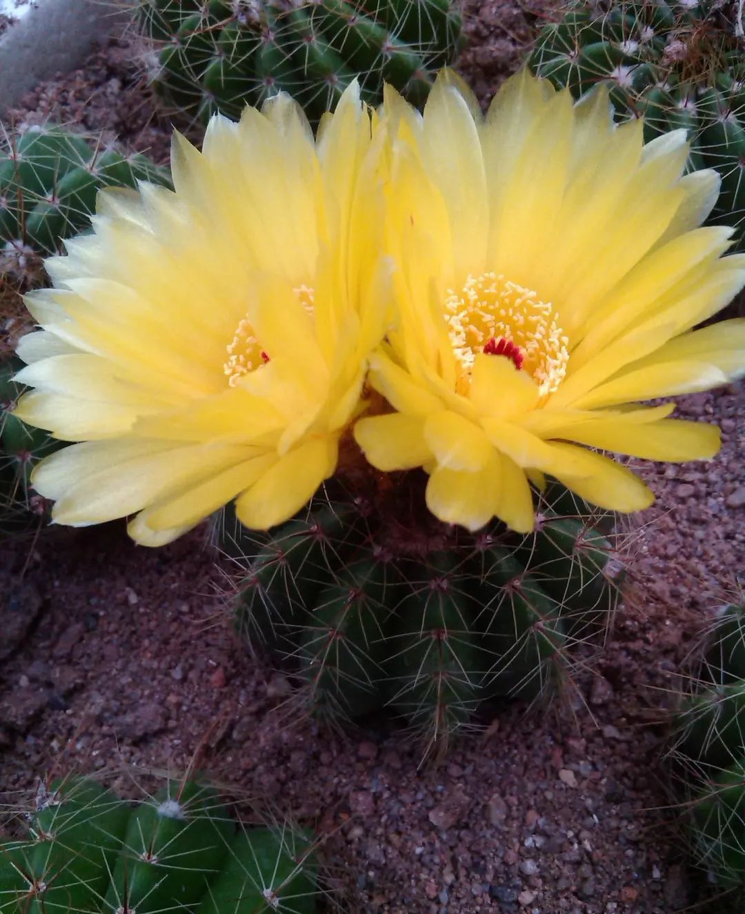 每日一花 | 青王丸(青王球):大花黄色,花心红色
