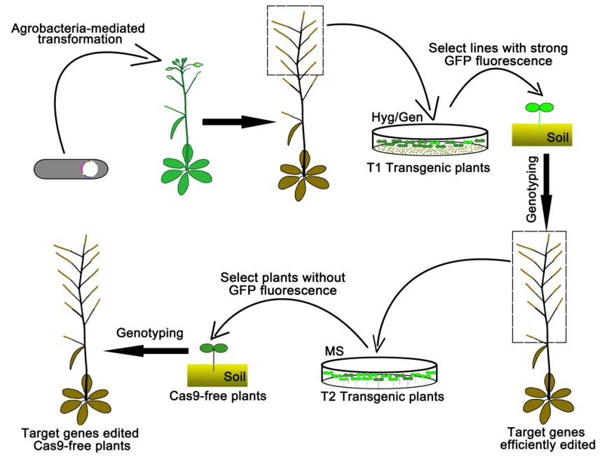 陈浩东拟南芥中高效创制不携带转基因元件多重突变体的crisprcas9基因