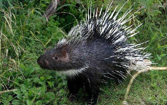 原创宁夏六盘山发现长刺的猪走路能发出警戒声然而它与猪无关