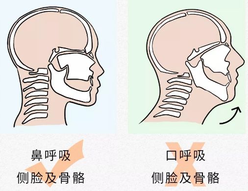 就会不自觉的仰起脑袋为了让自己喘气更舒坦口呼吸的人进出气全靠嘴巴