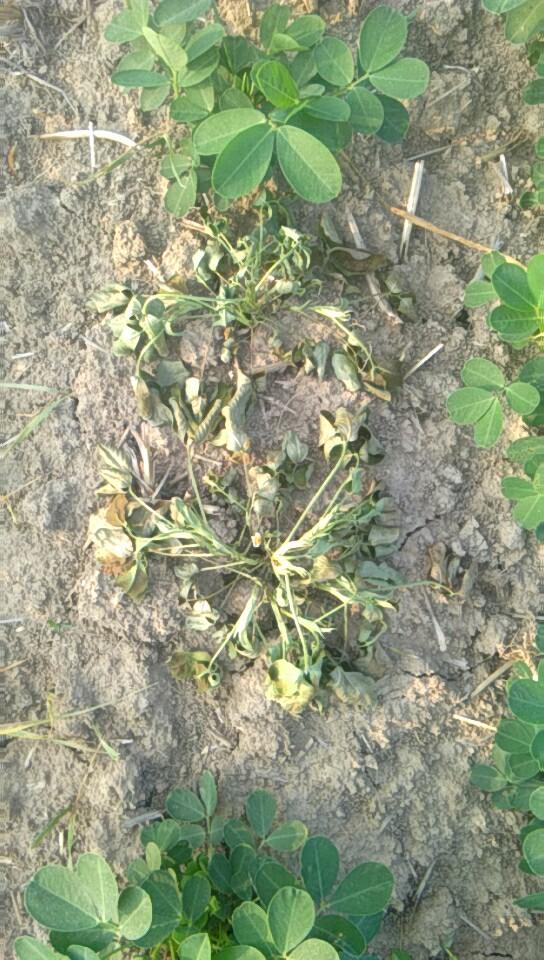 花生根腐病的发生严重程度和多种因素有关,主要有3点:随着根腐病的