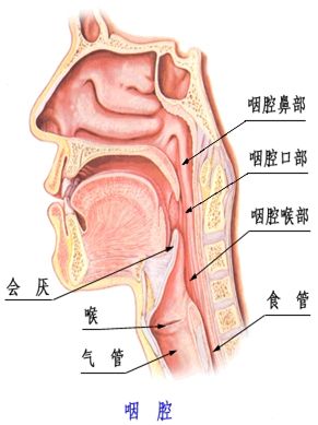 发声障碍?不妨试试发声训练