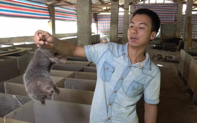 音乐,科技等内容,而是纯粹过着乡村生活的一对养竹鼠卖竹鼠的兄弟