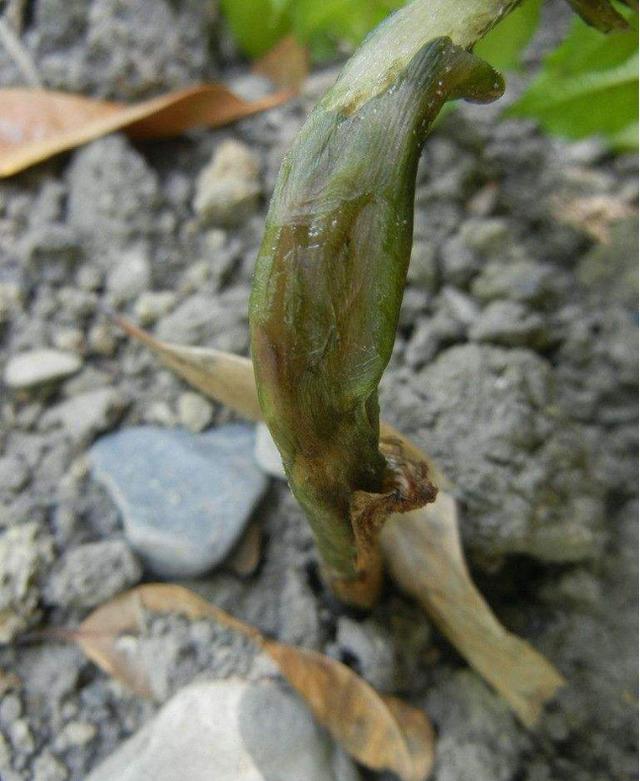 供求 供应魔芋软腐病的防治方法 魔芋软腐病属于细菌性病害,主要为害