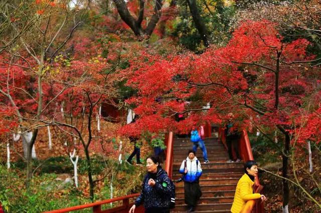 那一定不能错过南京栖霞山栖霞山红叶分为三个观赏阶