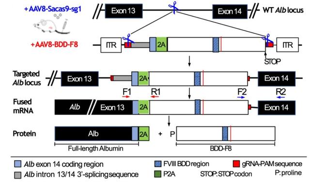 nature子刊crisprcas9基因编辑治疗a型血友病治疗效果