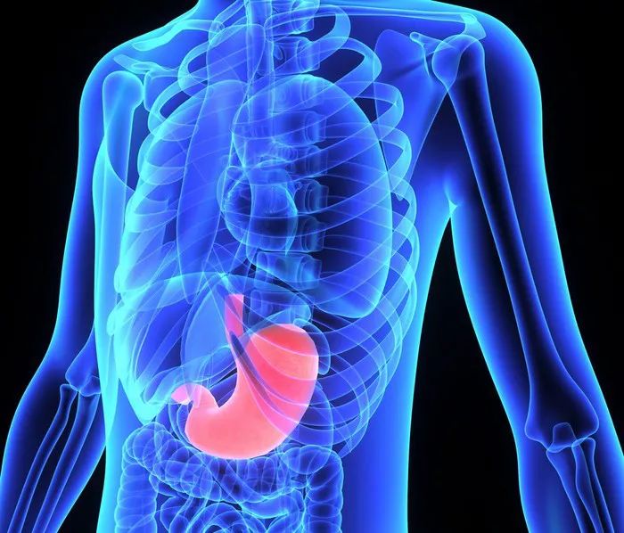 胃在身体的位置图图片