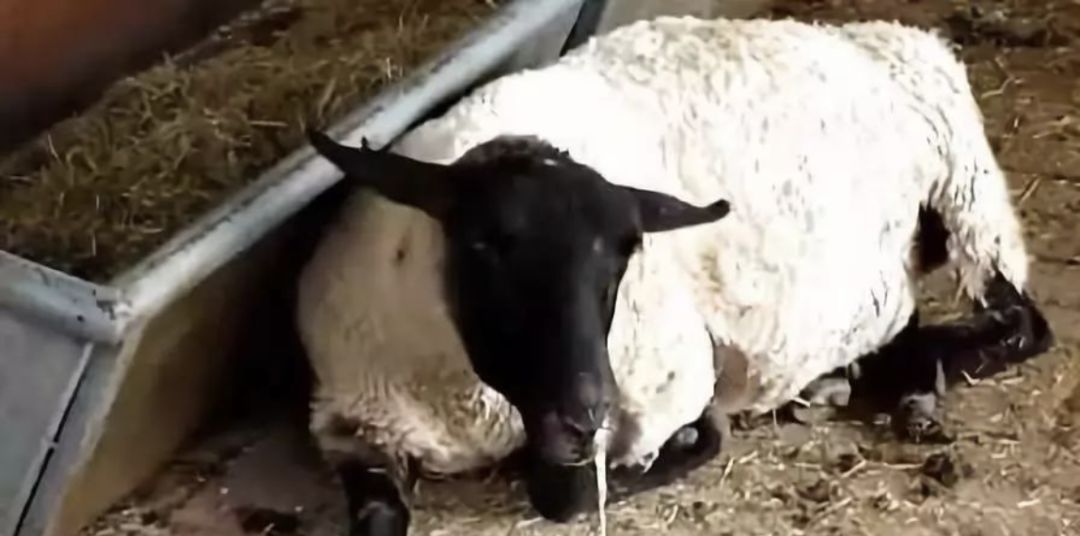 病羊表现的症状大多是精神沉郁,低头耷耳.