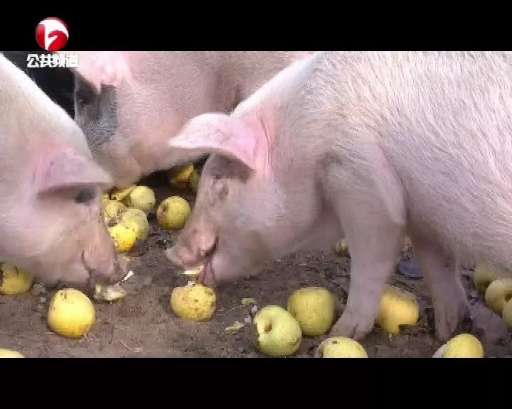 吃水果逛梨园,这样的"网红水果猪" 你见过吗?