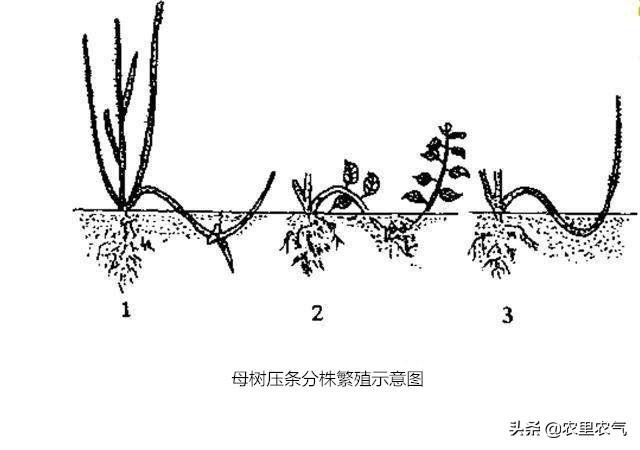 分株繁殖法 实用性☆☆☆分株法一般用于中国樱桃砧木繁殖,可以分为