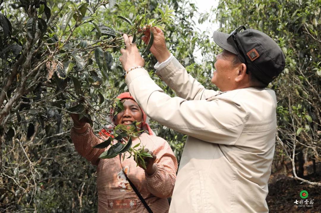 任怀灿:把最美好的云南献给世界