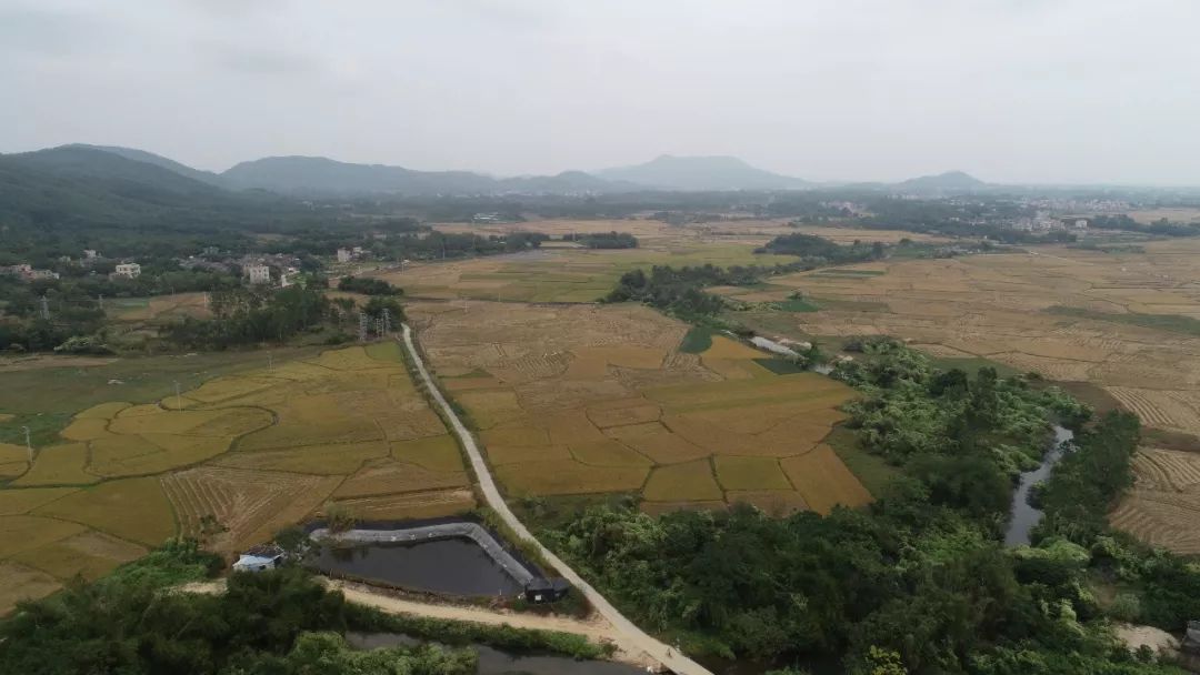 航拍广东省阳江市阳西县溪头镇石港村从荒地改造成的水田(2019年11月