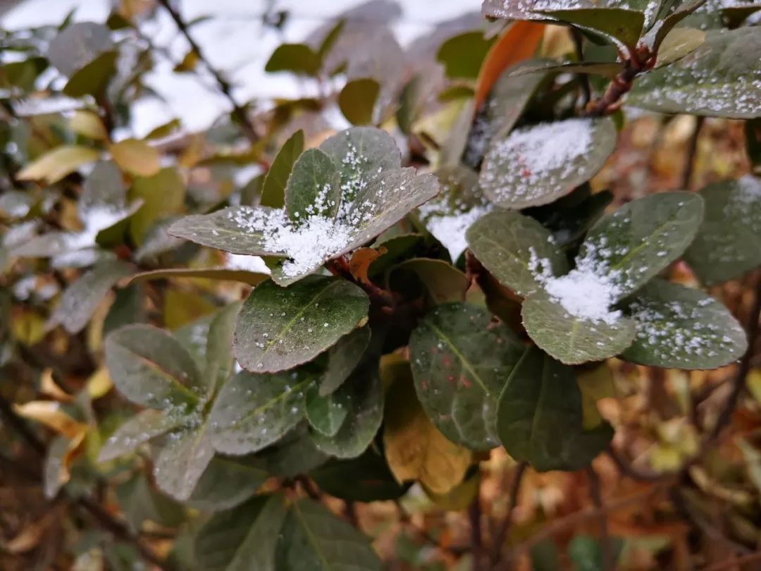 山大初雪丨冬渐至雪未迟