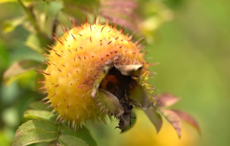 这款浑身带刺的水果,维c含量超苹果七千多倍
