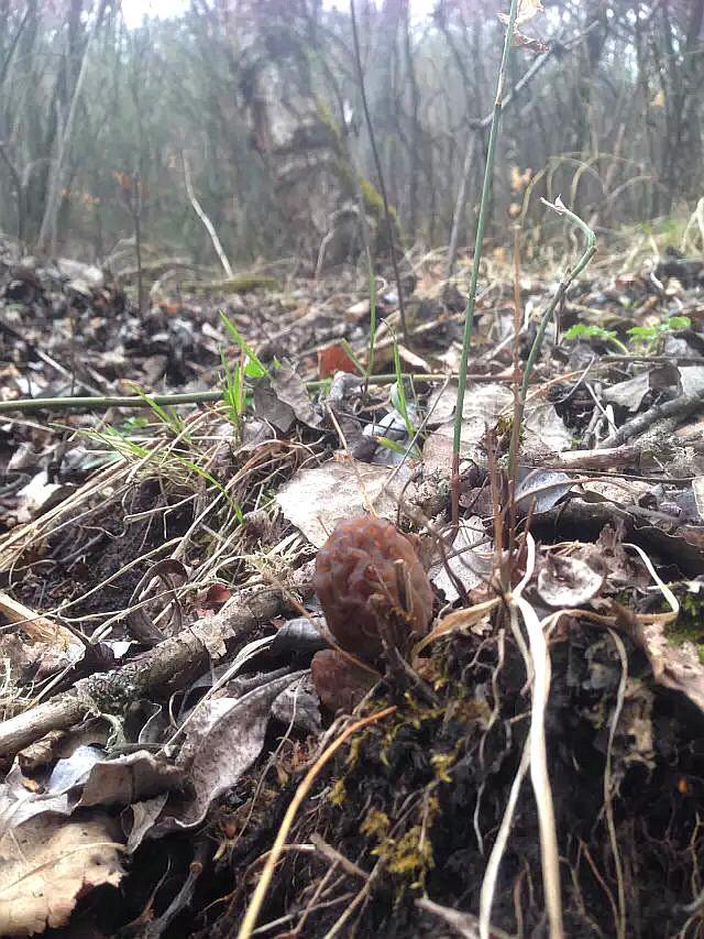 难得的野生山珍羊肚菌原来是这样采来的,怪不得那么珍贵-搜狐大视野