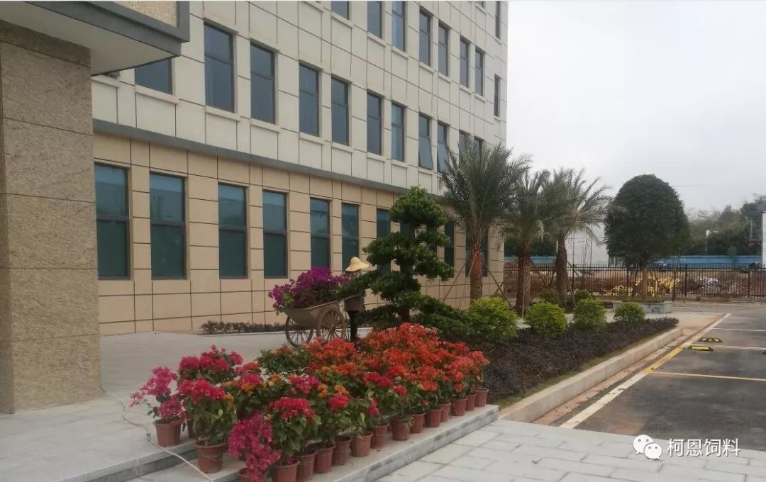 花坛跃入眼前,小松挺拔,矮丛环绕,绿色温馨,将新总部和柯百微新厂区