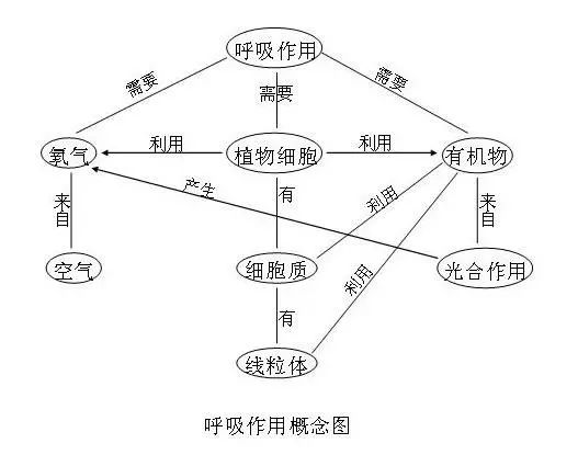 植物呼吸作用简图图片