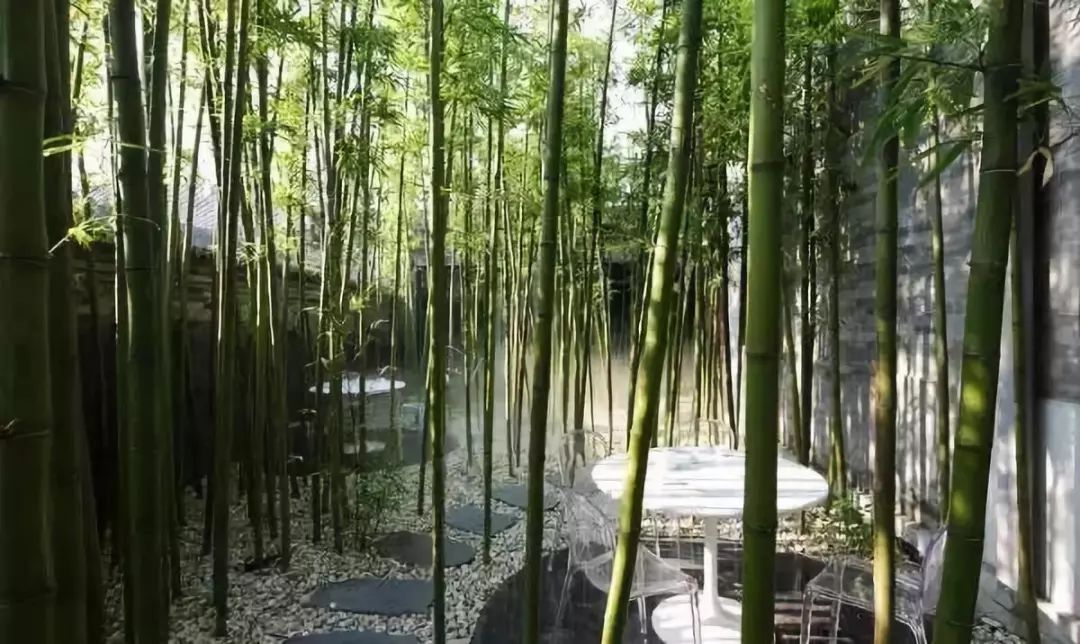 幽幽的竹林,既有活泼少女的俏皮,又有年轻少妇的含蓄庄重