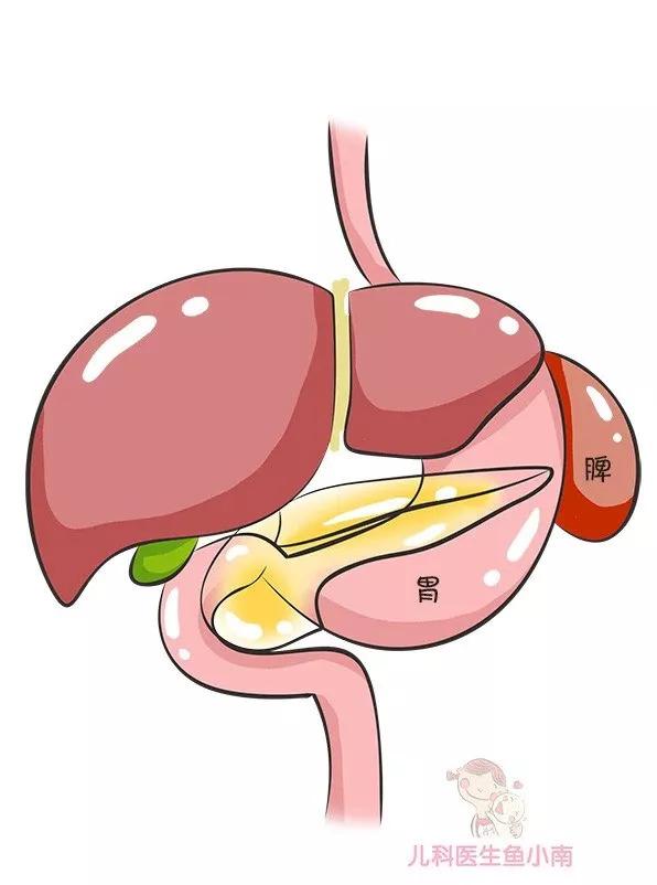 强壮的脾胃对宝宝到底有多重要?医生手把手教你夏天调理宝宝脾胃