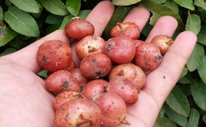 这种野果看似不起眼,但它的香甜味道让多少80后,90后一直追忆