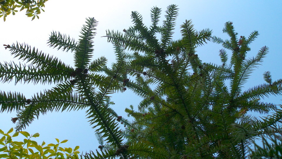 有魅力,有吸引力,回头率高的生肖女