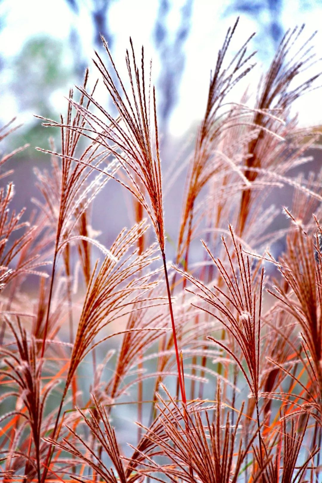 诗意翠湖芒荻与芦苇