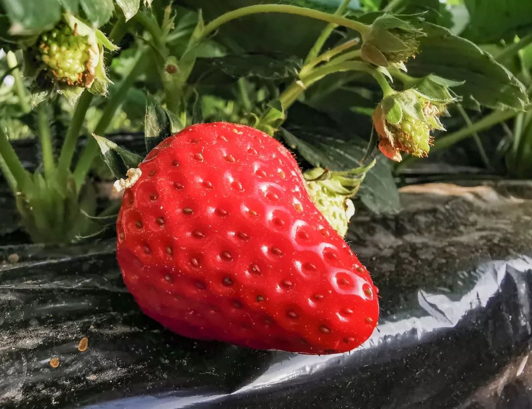 季节限定款昌平草莓熟了