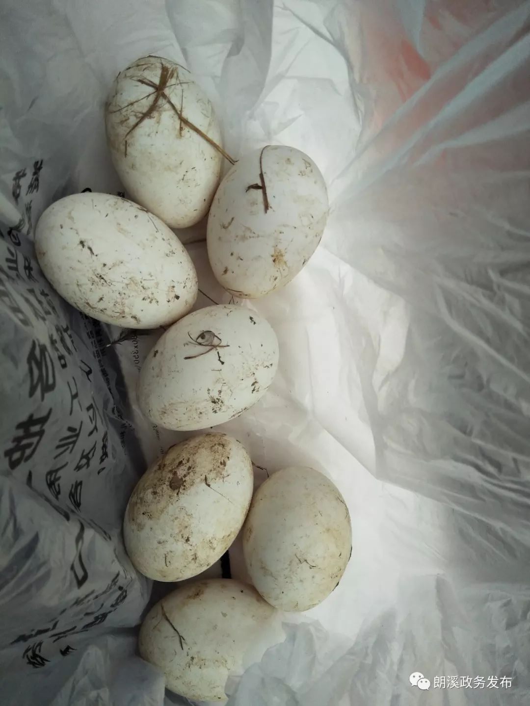 鹅蛋:老板说,就这样脏兮兮的室温存放,不容易坏辣酱:饭遭殃花生:经过