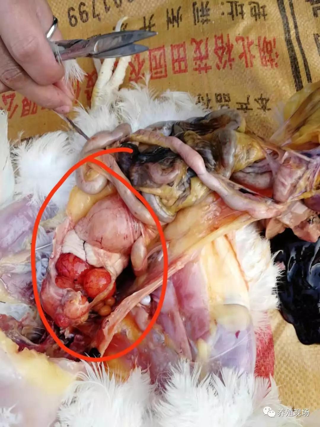 死亡鸡肺脏 充血水肿心肌松弛