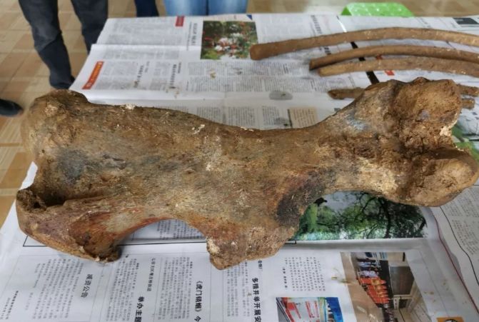 先有鸡还是先有蛋?贵州1块珍贵石头终于给出"答案"!_化石